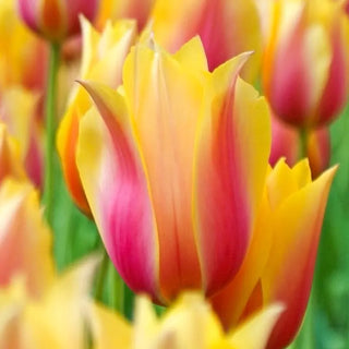 Blushing Beauty Tulip
