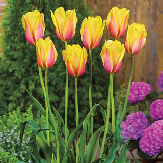 Blushing Beauty Tulip