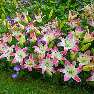 Strawberry Swirl Carpet Border Lily™