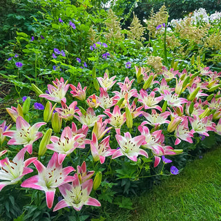 Strawberry Swirl Carpet Border Lily™