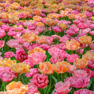 Foxtrot Fiesta Tulip Mixture