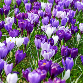 Delft Blue Crocus Mixture