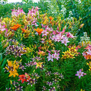 Fireworks Lily Mixture