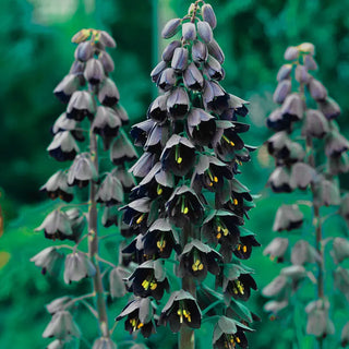 Fritillaria persica
