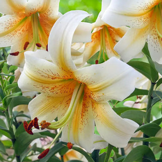 Mister Cas Lily Tree®