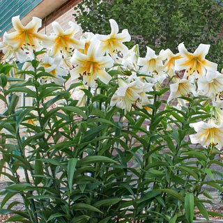 Mister Cas Lily Tree®