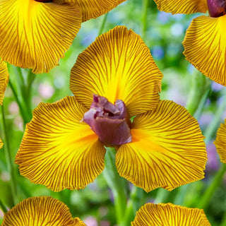 Picasso Dutch Iris
