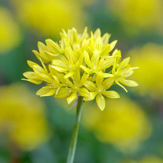 Sunny Twinkles Allium