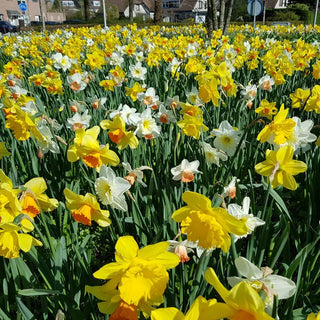 Shade Daffodil Mixture