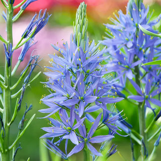 Caerulea Indian Hyacinth