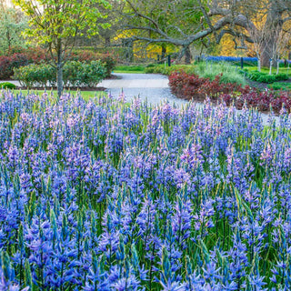 Caerulea Indian Hyacinth
