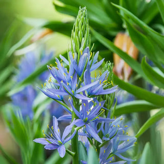 Caerulea Indian Hyacinth