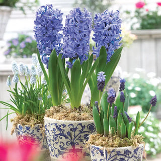 Delft Blue Hyacinth