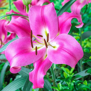 Robina Lily Tree®