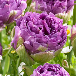 Blue Wow Tulip