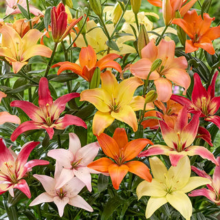 Pollen Free Lily Mixture
