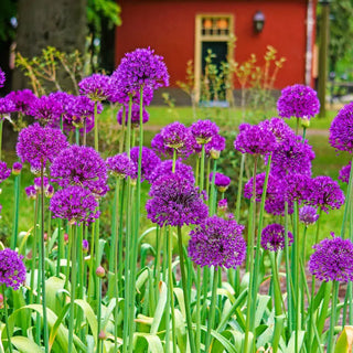 Persian Blue™  Allium