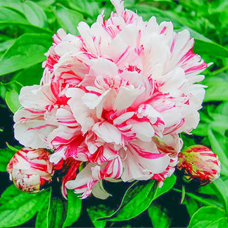 Kirinmaru Peony