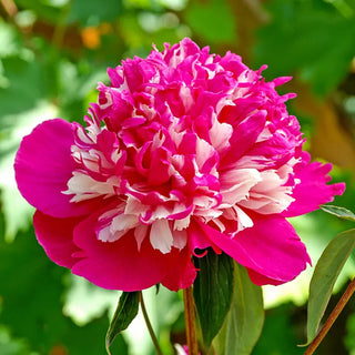 Celebrity Peony