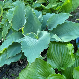 Skywriter Hosta
