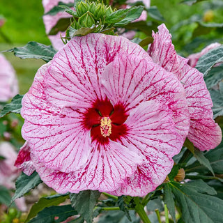 Glitter Bomb Hibiscus
