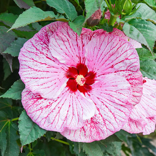 Glitter Bomb Hibiscus