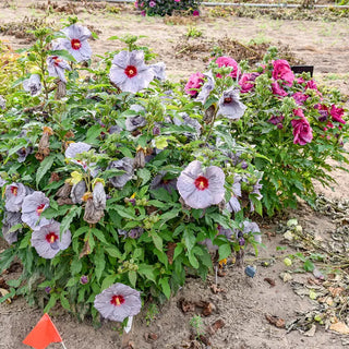 Moonstone Magic Hibiscus