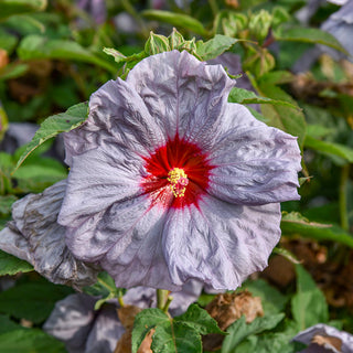 Moonstone Magic Hibiscus