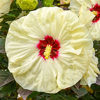 Coconut Cream Hibiscus