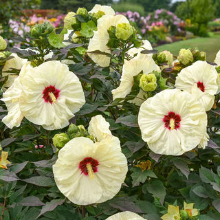 Coconut Cream Hibiscus
