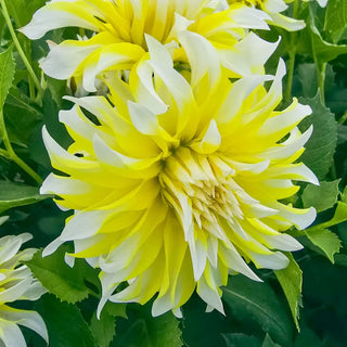 Calgary Flames Dahlia