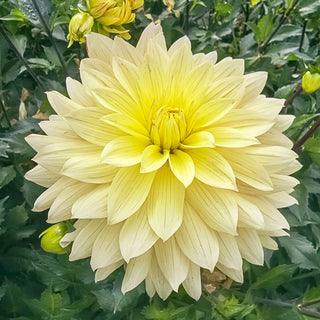 Xanthe Dahlia