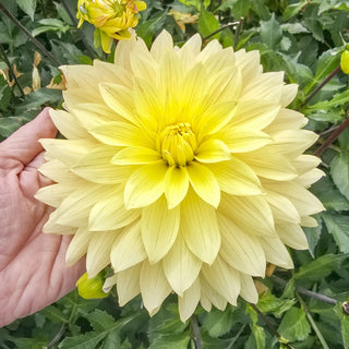 Xanthe Dahlia
