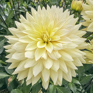 Xanthe Dahlia