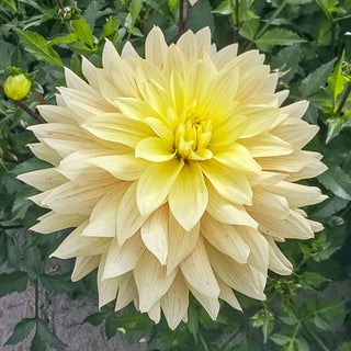Xanthe Dahlia