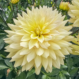 Xanthe Dahlia