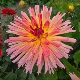 Tickled Sun Dahlia