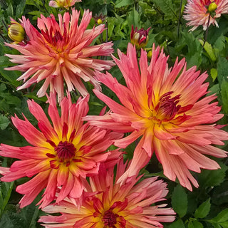 Tickled Sun Dahlia