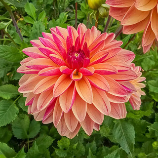 Madame Antoinette Dahlia