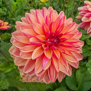 Madame Antoinette Dahlia