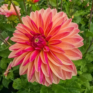 Madame Antoinette Dahlia