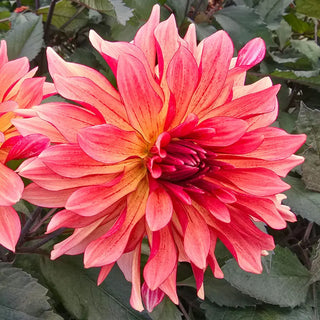 Foxy Dahlia