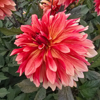 Foxy Dahlia