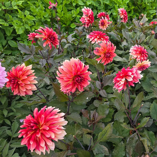 Foxy Dahlia