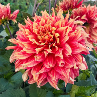 Maximus Dahlia