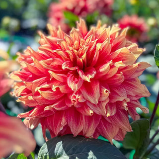Maximus Dahlia