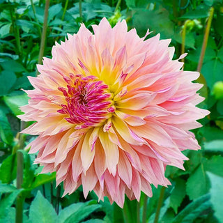 Tom Pouce Dahlia