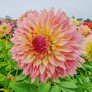 Tom Pouce Dahlia