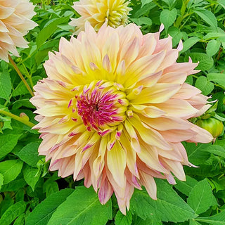 Tom Pouce Dahlia