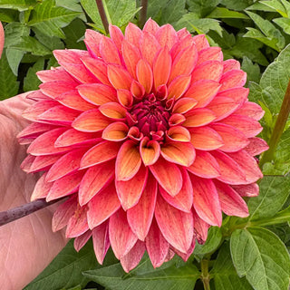 Vera Dahlia